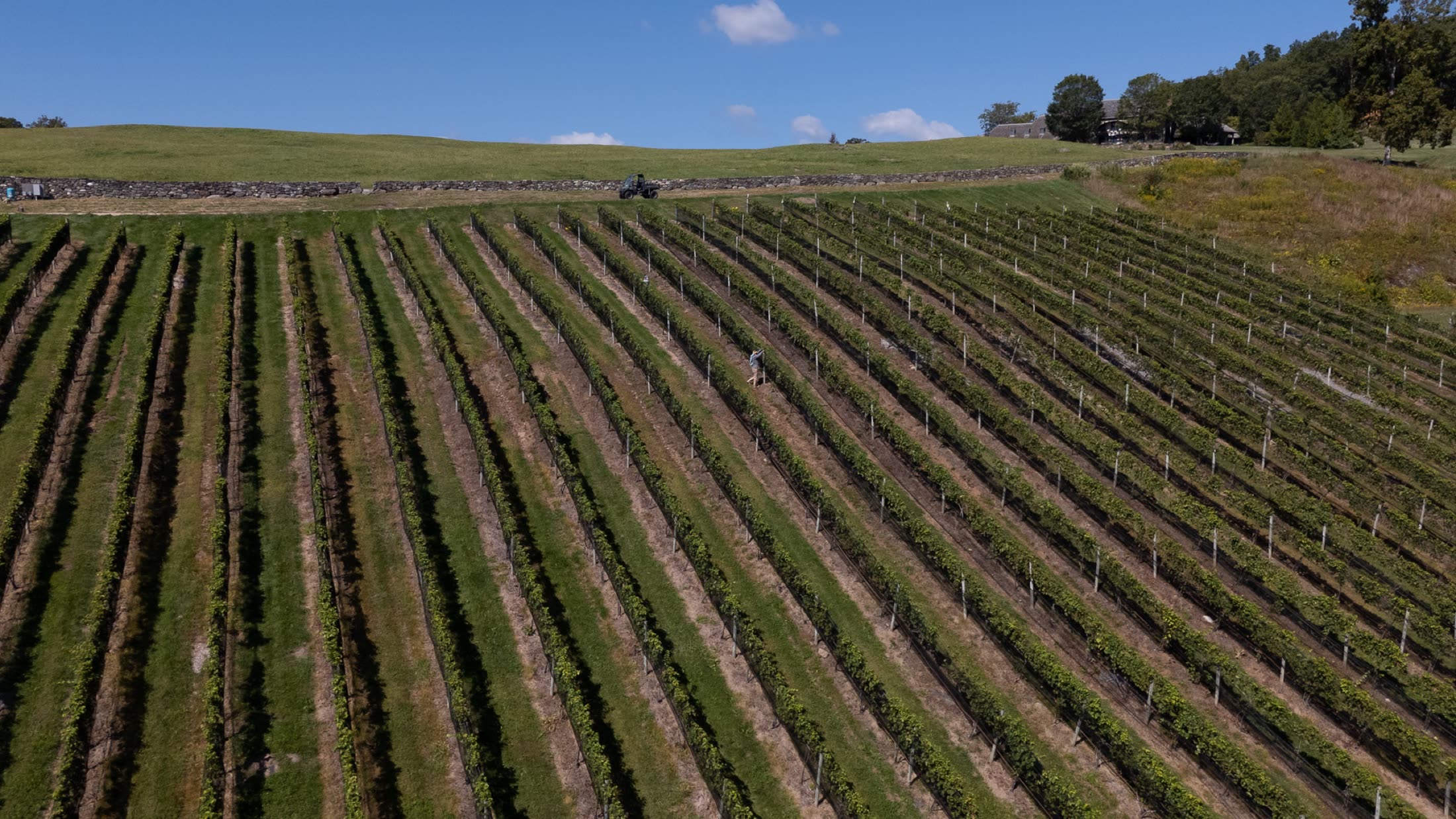 Spring Hill Vineyard — drone view of the vines