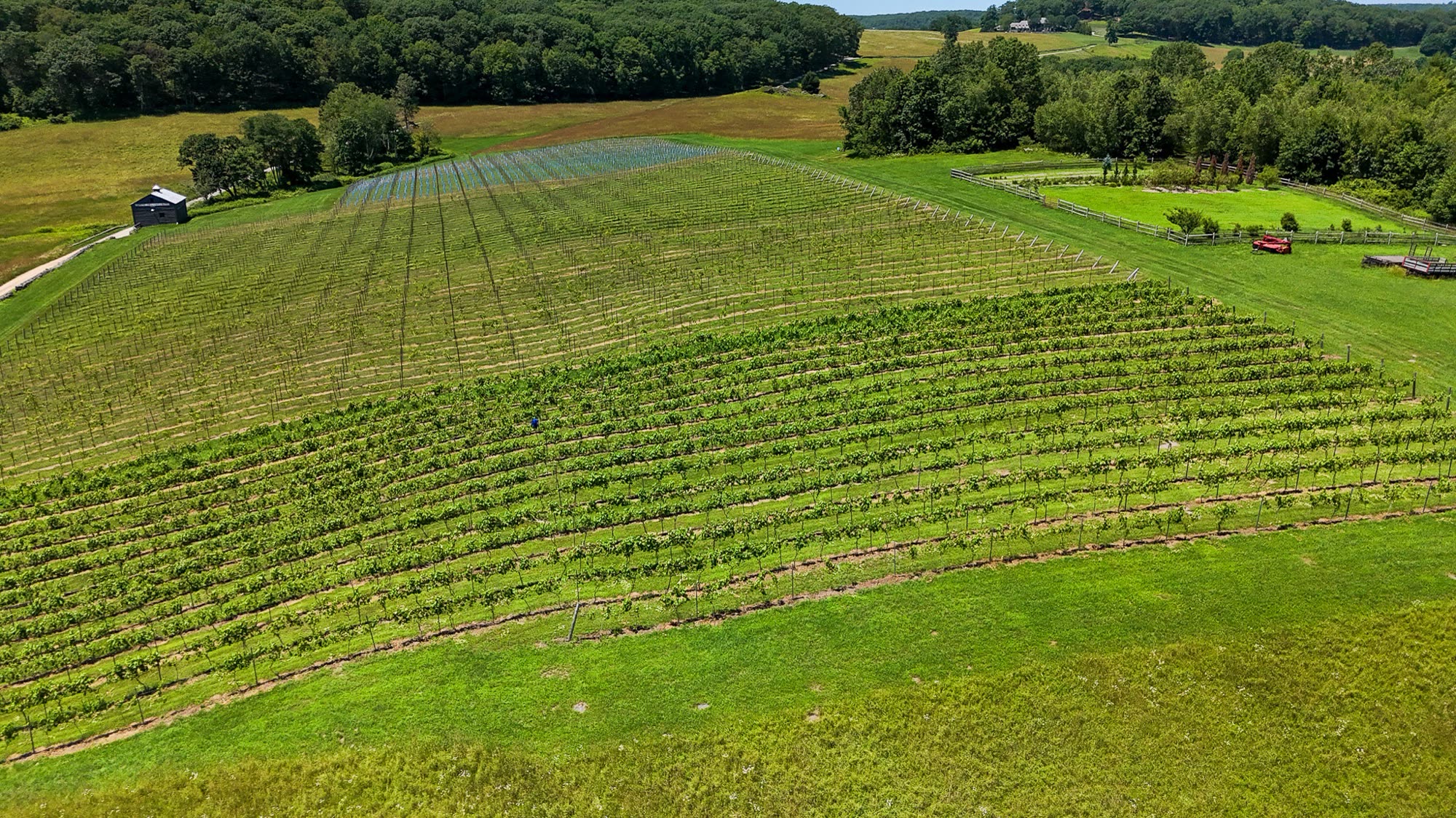 Spring Hill Vineyard — vineyard rows aerial
